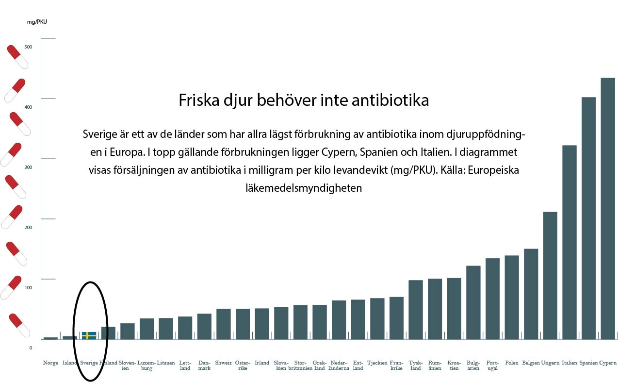 Sverige är det land i EU som ger minsta antibiotika till sina lantbruksdjur. Genom att medvetet välja svenskt kött och mejerivaror bidrar man inte till den ökade spridningen av antibiotikaresistens.