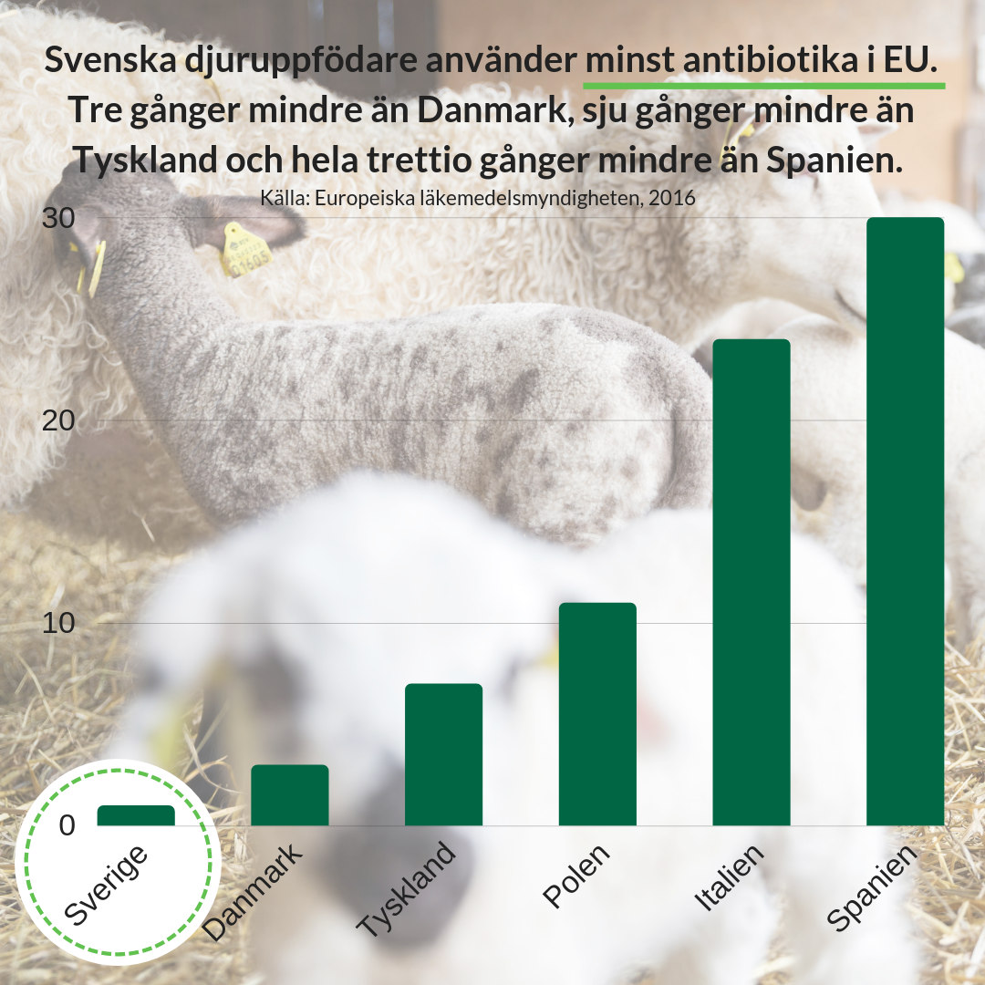 Antibiotikaresistens: Svenska djuruppfödare använder minst antibiotika i EU.