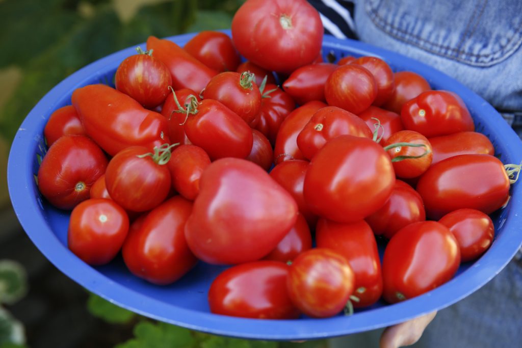 De snyggaste tomaterna använder du till sallad mesans fulingarna blir till världens godaste ketchup. 