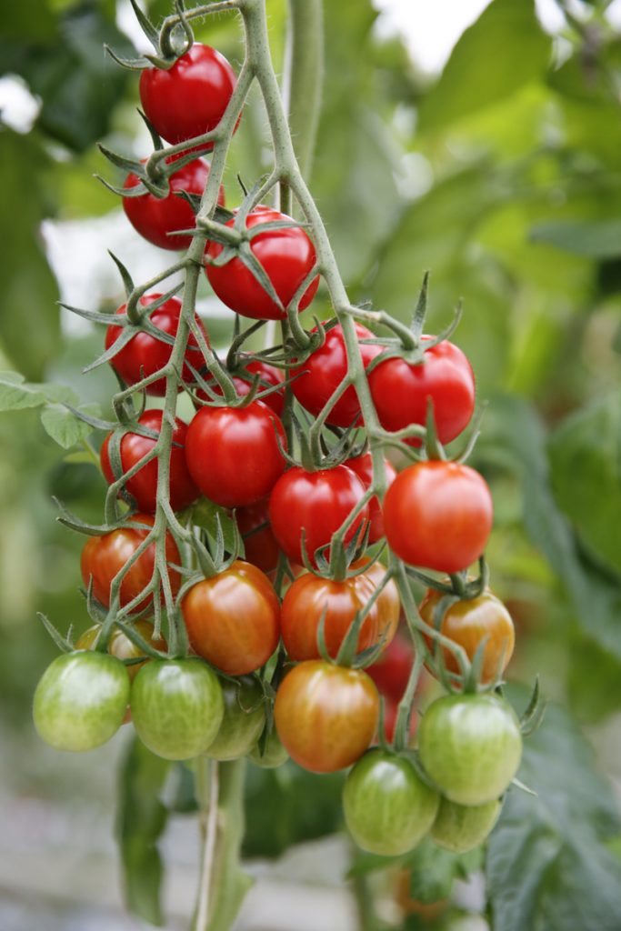 Till skillnad från långväga tomater från Holland eller södra Europa är svenska tomater söta och smakrika. 
