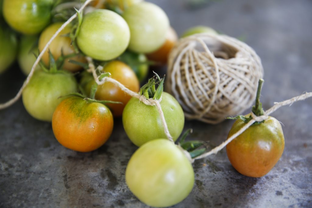 Knyt fast tomaterna på led längs ett vanligt bomullssnöre. 