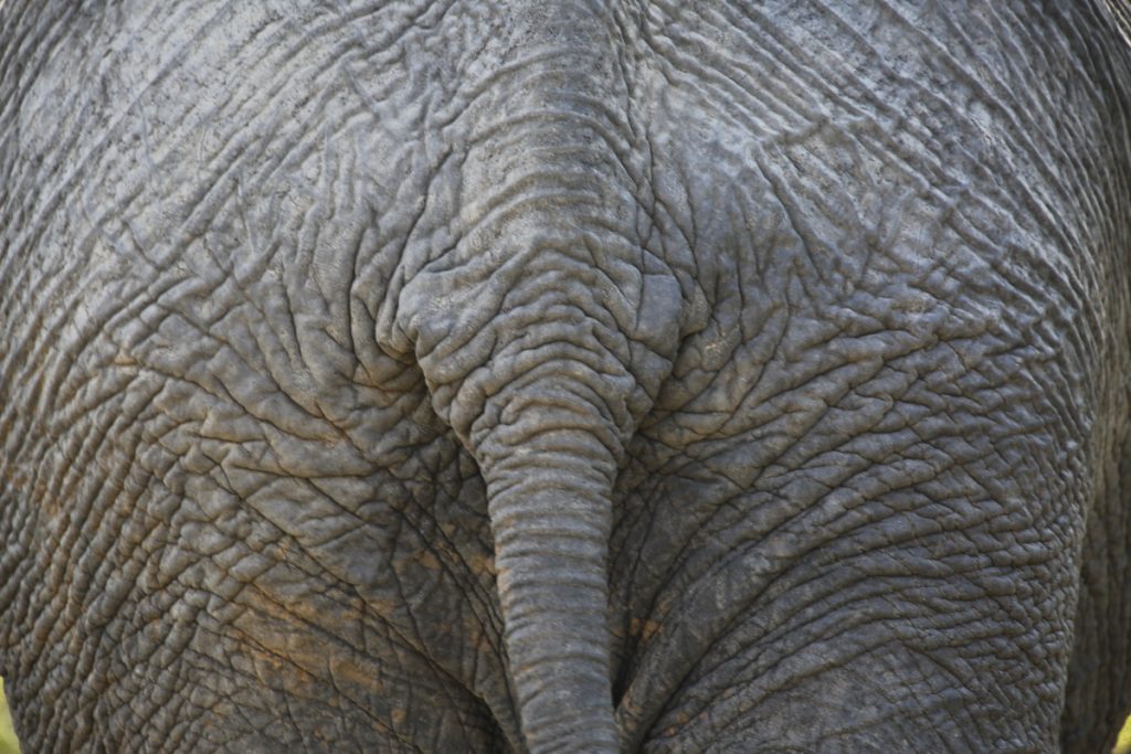 Elefanten är världens största landlevande varelse.