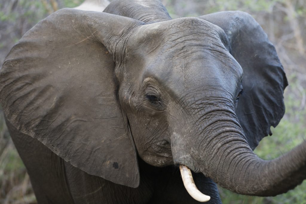 Afrikas elefanter minskar snabbt i antal. Genom att besöka Afrika kan vi höja rösten och kräva politiska beslut. 