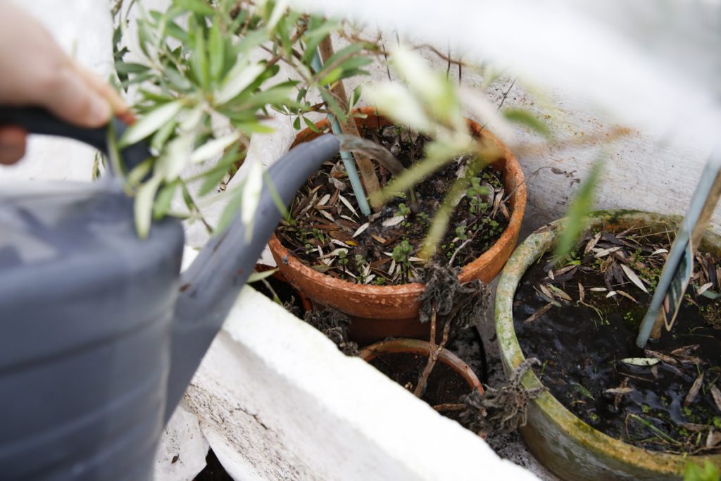 Nu när värmen återvänder är det viktigt att komma ihåg att vattna övervintrande växter i växthuset. 
