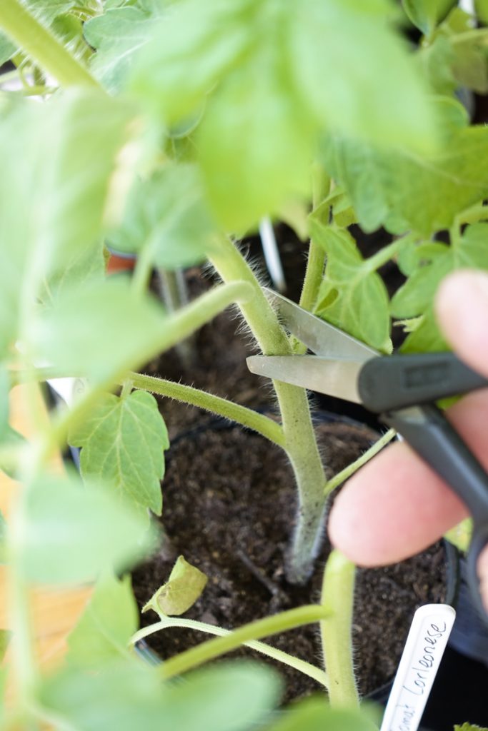 Genom att beskära långa vingliga tomatplantor premieras rotutveckling samtidigt som du får tillgång till mängder med sticklingar som sedan jordslås.  