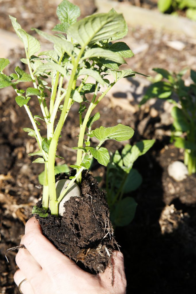 När potatisen växt upp till imponerande "potatisträd" är det dags att plantera ut plantorna på friland. 